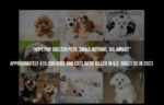 Shelter Animal Issues
