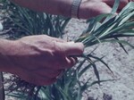 Man Shares Solution to Prevent Spread of Cyst Nematode