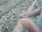 Farmers Examine Crops