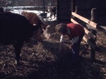 Cattle Rancher Tends to Her Cows by KAIT-TV