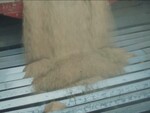 Cal Wasson Reports on Winter Wheat Harvest
