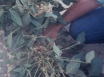 Farmer Inspect Soybean Crop