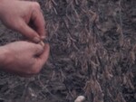 Man Inspects Soybeans by KAIT-TV