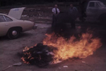 Greene County Sheriff Destroy Confiscated Marijuana Plants by KAIT-TV