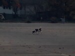 Police Captain Comments on Problems Caused by Loose Dog by KAIT-TV