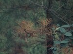 Pine Trees Shed Their Needles by KAIT-TV